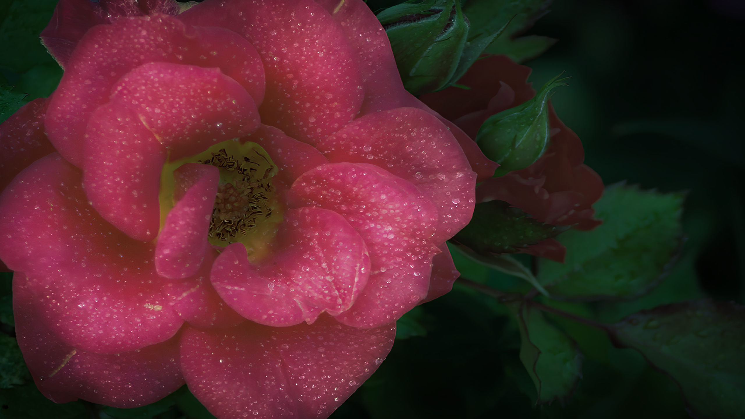 rose 2 - 2560x1440.jpg